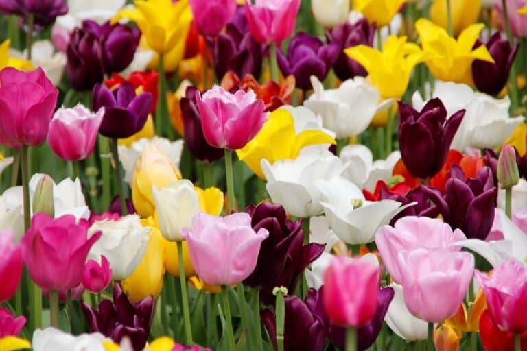 Frühlingsgarten mit Tulpen