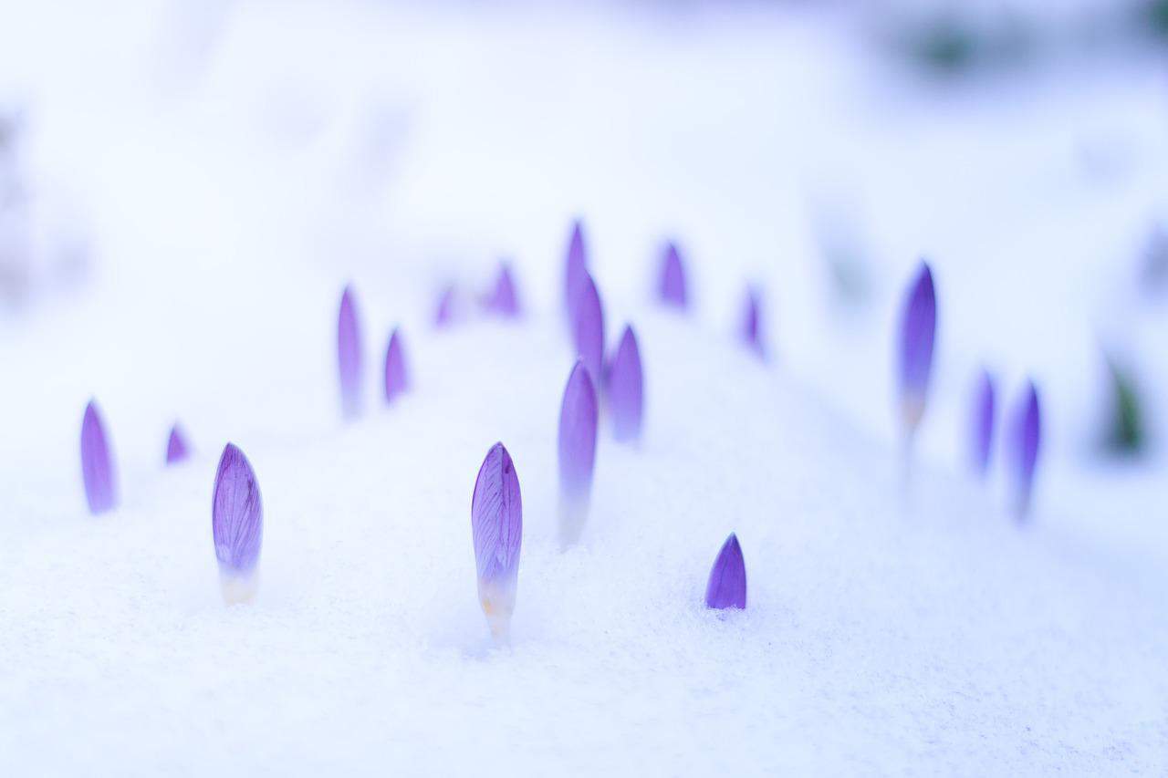 Frühlingserwachen Imbolc