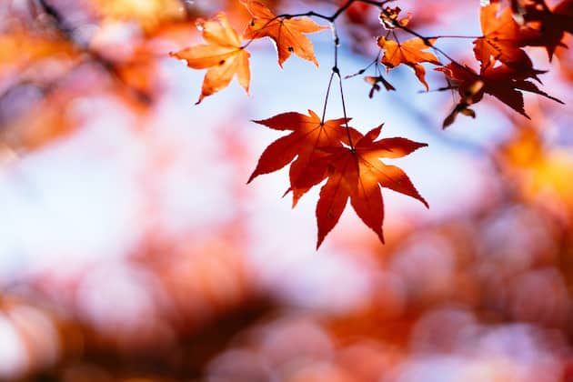 heidnischer und christlicher Festkalender Herbst