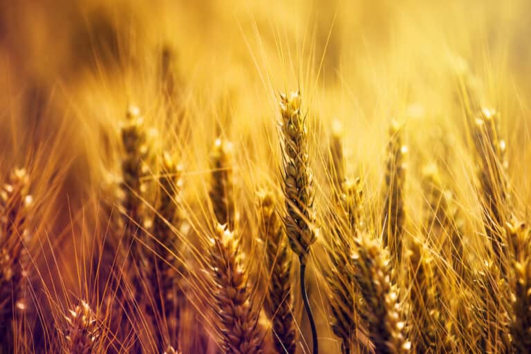 Lughnasadh