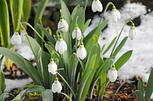 Schneeglöckchen an Imbolc
