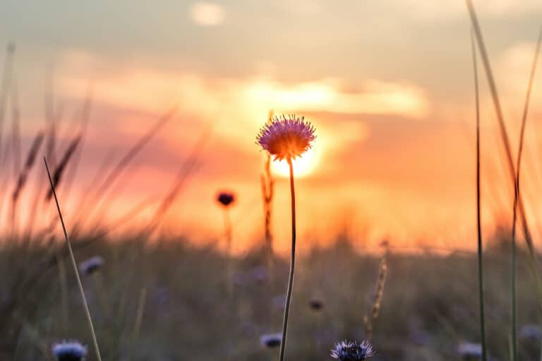 heidnische Jahresfeste Sommer