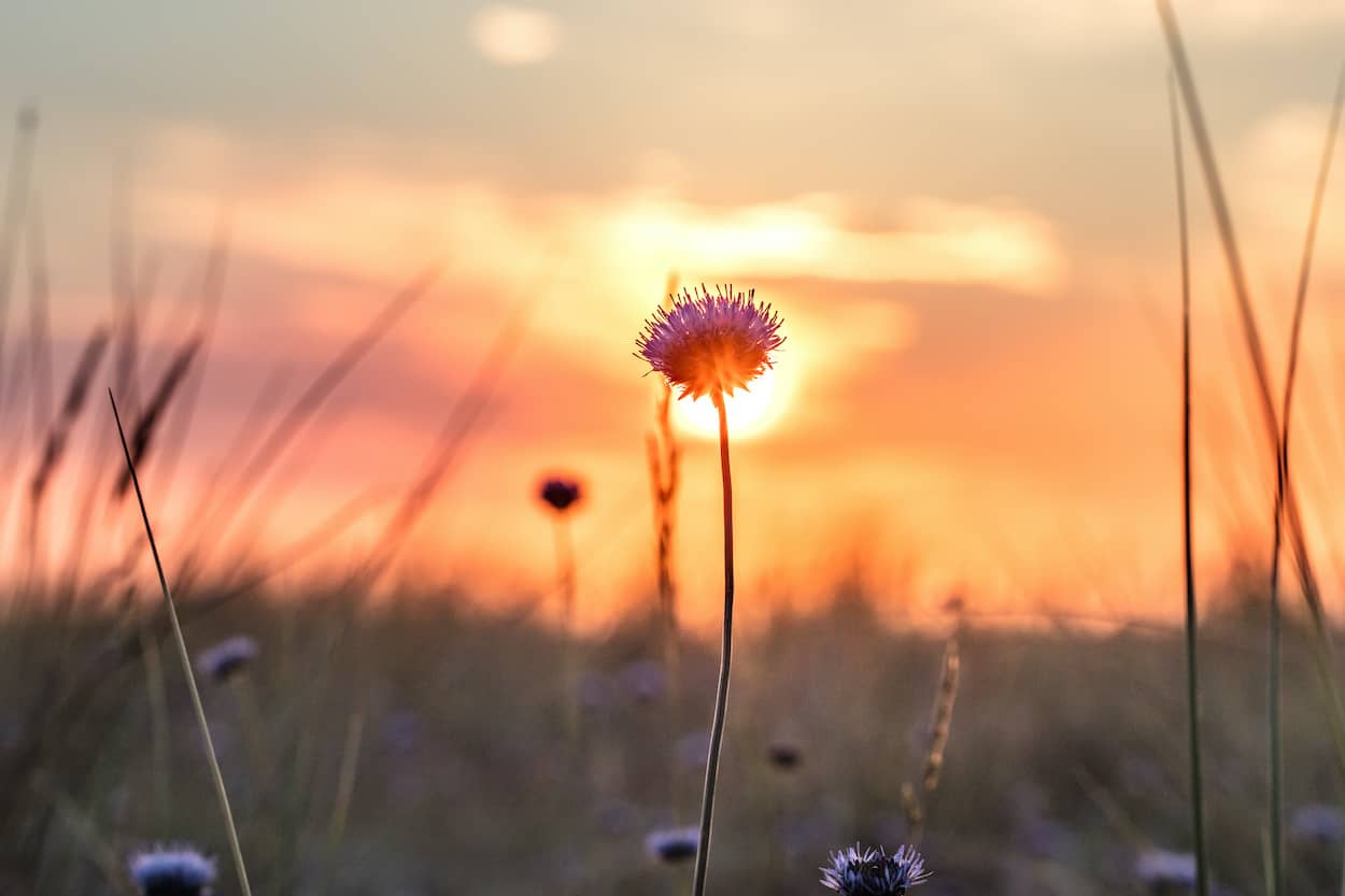 heidnische Jahresfeste Sommer