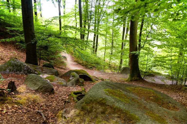 Geschenkideen ohne Geld: Waldspaziergang