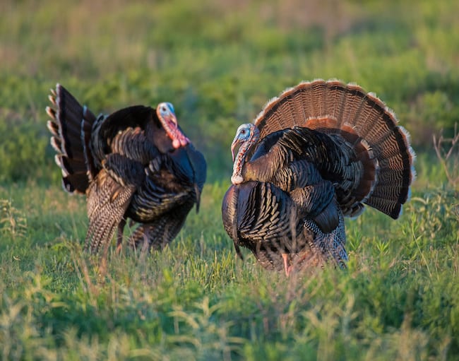 Zwei Truthähne werden begnadigt an Thanksgiving.