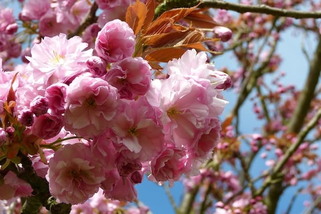 Tipp Teltow Kirschblüten im Frühjahr