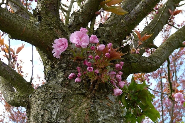 Tipp Teltow Kirschblütenallee im Frühjahr