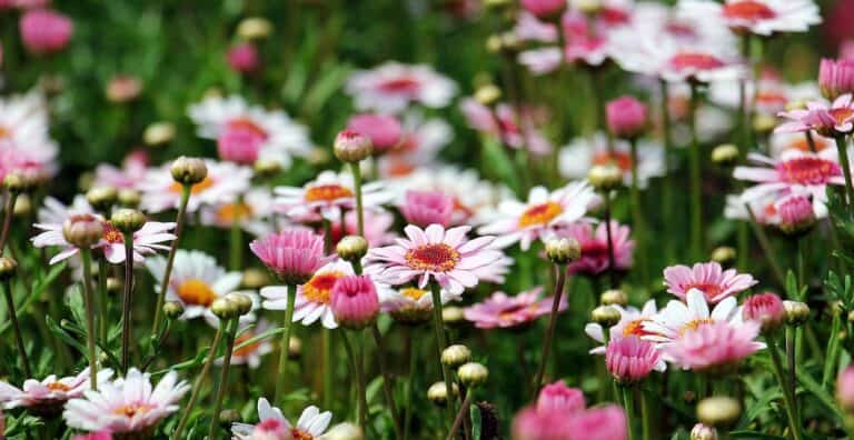 Blumen verschicken und verschenken